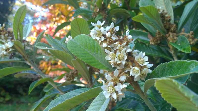 Níspero japonés floración