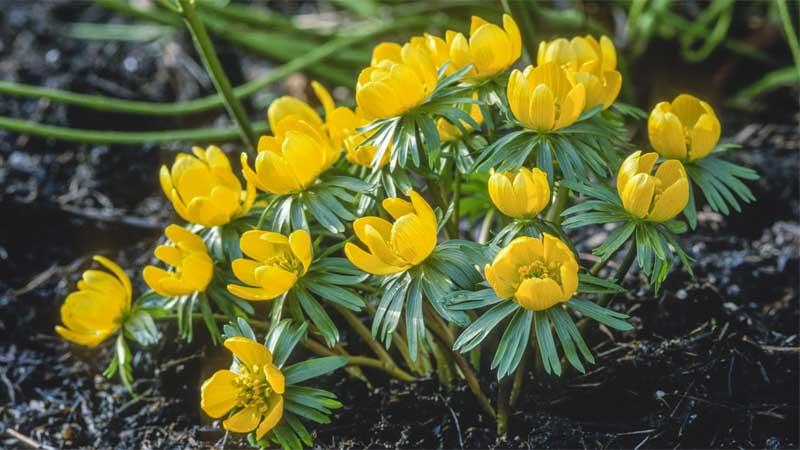 Planta Eranthis hyemalis