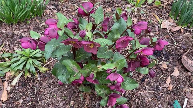 Planta Helleborus spp.
