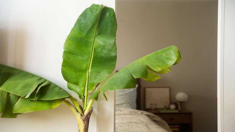 platanera árboles de interior