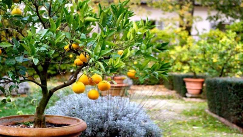 limonero para casa