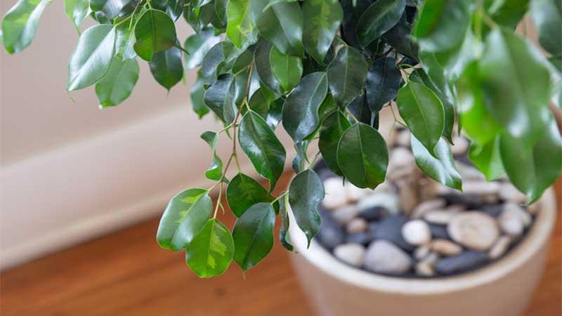 Ficus benjamina árboles de interior