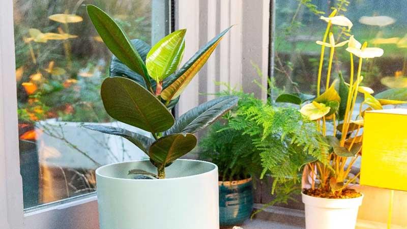 Ficus elastica en maceta