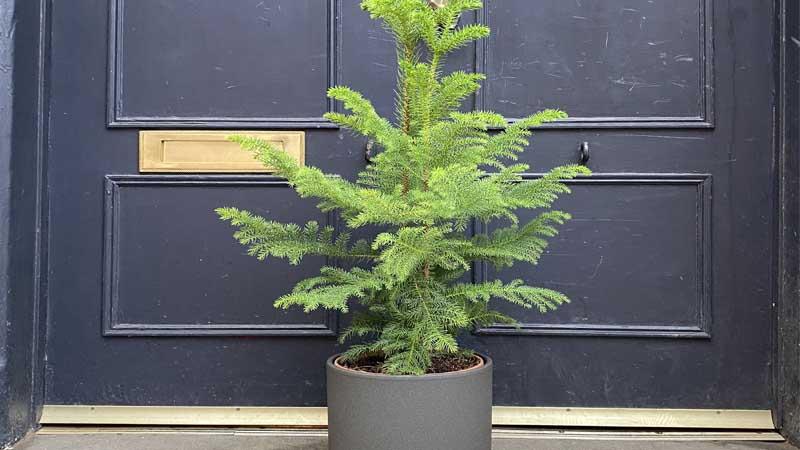 Araucaria heterophylla árboles de interior