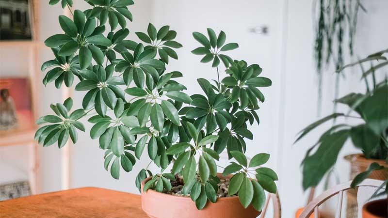 Schefflera planta de interior