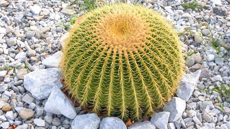 cactus Echinocactus grusonii