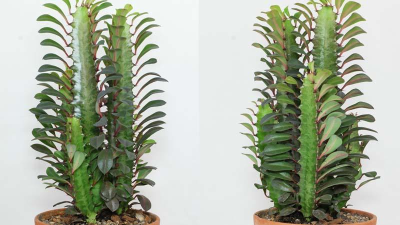 Euphorbia trigona cactus de interior