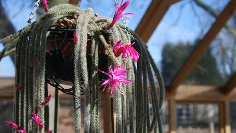 cactus colgante Aporocactus flagelliformis