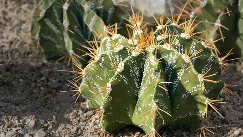 Astrophytum ornatum