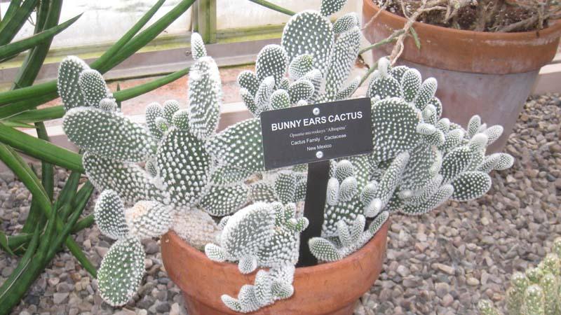 cactus de interior Opuntia albispina