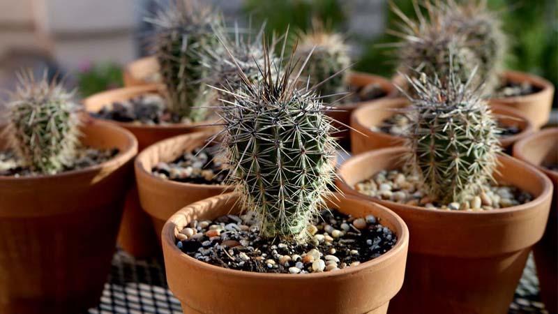 cactus de interior saguaro