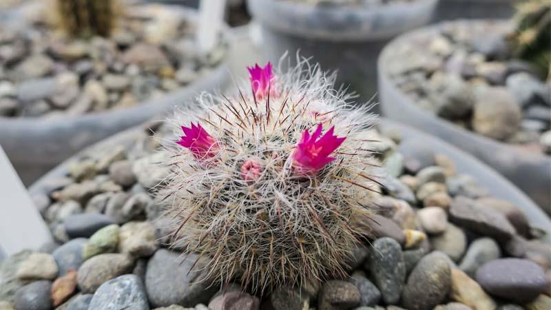 cactus macetas Mammillaria hahniana