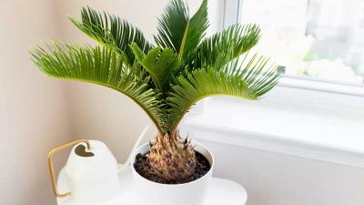 Palmeras de interior Cycas revoluta
