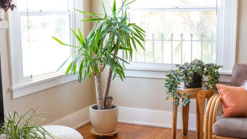palmera de interior Yucca elephantipes