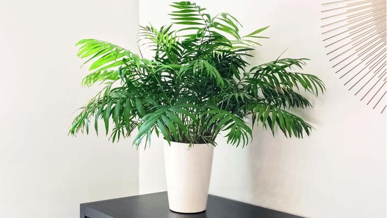 palmeras de interior Chamaedorea elegans