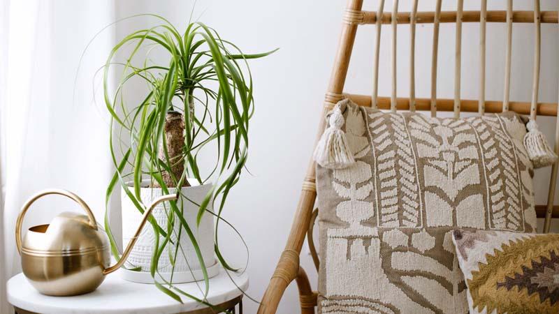 planta de interior Beaucarnea recurvata