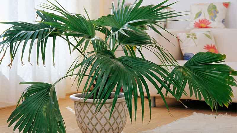 plantas para el hogar Livistona chinensis