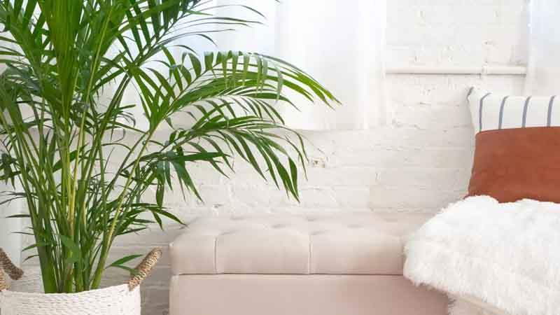 Dypsis lutescens palmera para hogar