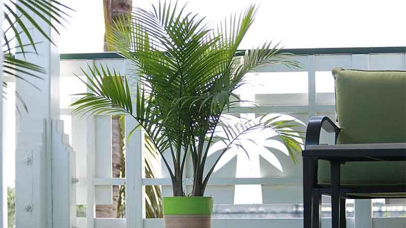 Ravenea rivularis palmera de interior