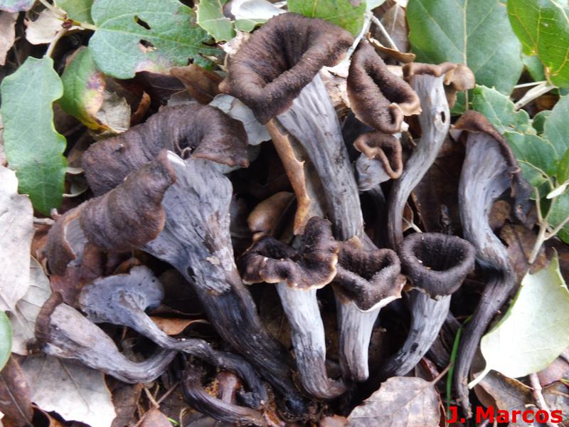 Craterellus cornucopioides. Crédito Javier Marcos