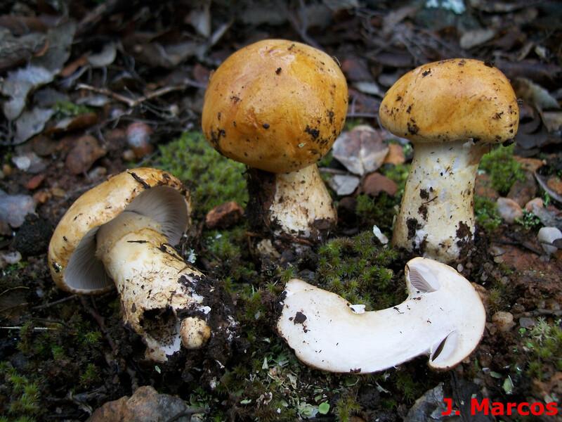 Cortinarius olidus. Crédito Javier Marcos