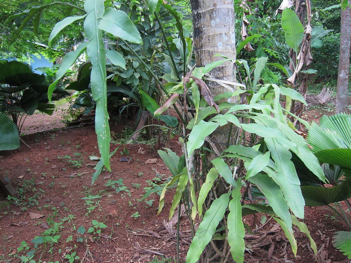 El Epiphyllum oxypetalum es un cactus tropical
