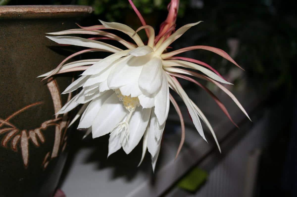 La flor del Epiphyllum oxypetalum es grande y blanca