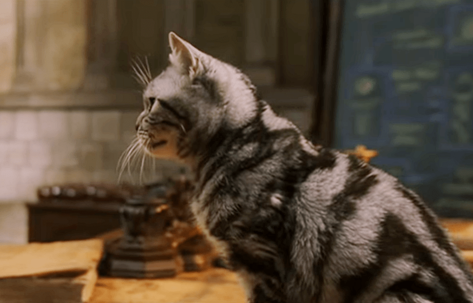 test que animago eres