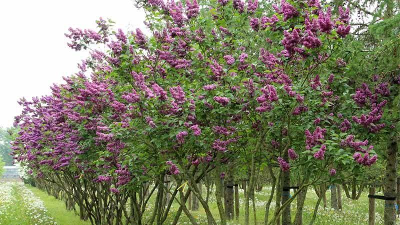 arbusto Syringa vulgaris