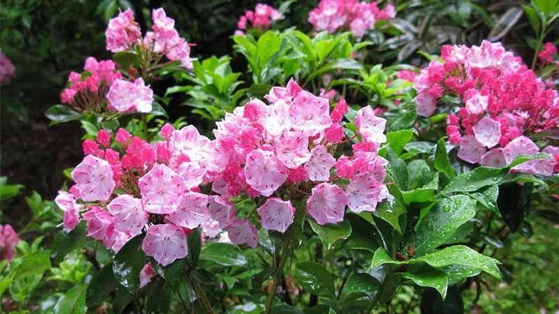 planta Kalmia latifolia