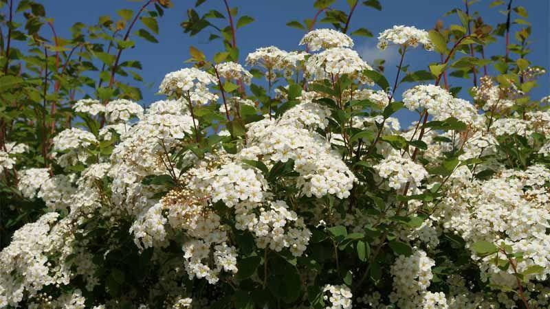 Spiraea x Vanhouttei floración