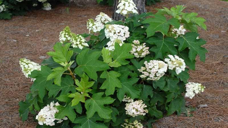 arbustos de flor Hydrangea quercifolia