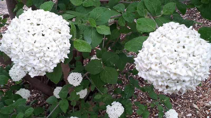 Viburnum carlesii