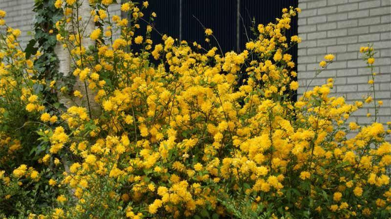 arbustos con flores Kerria japonica