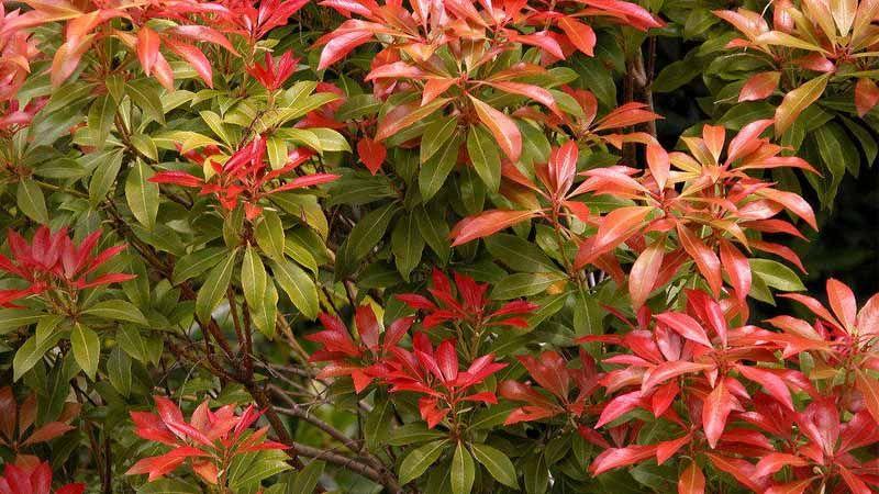 arbusto de flor Pieris japonica