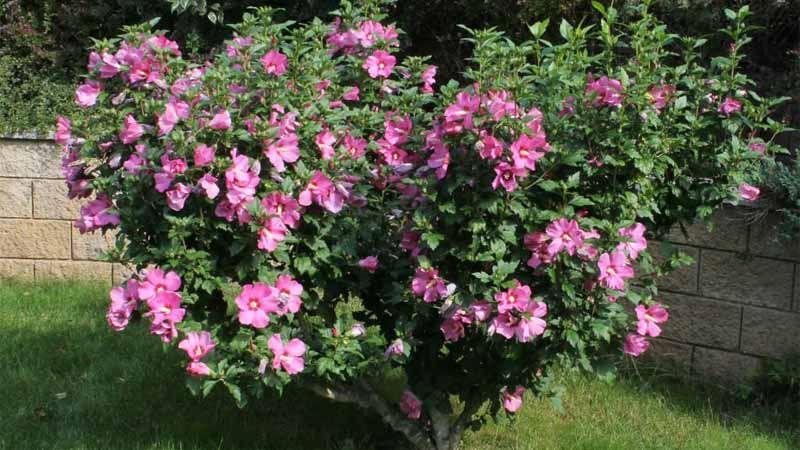 Hibiscus syriacus arbustos de flor
