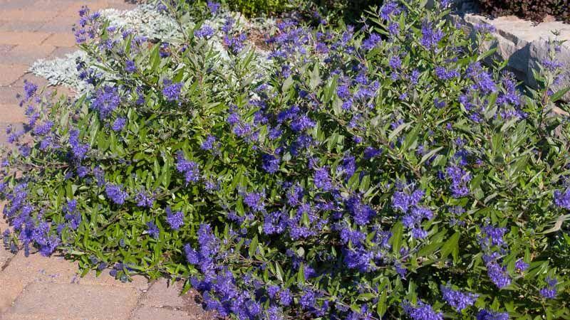 Caryopteris × clandonensis arbusto