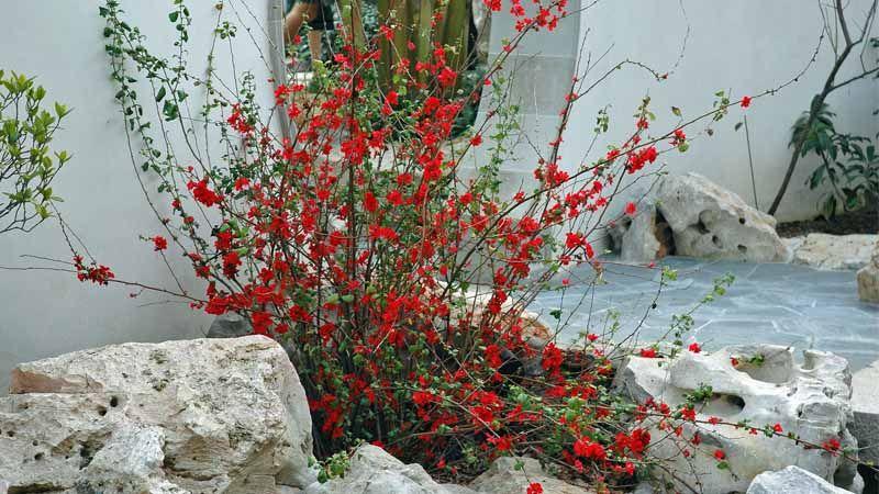 arbusto floración Chaenomeles speciosa