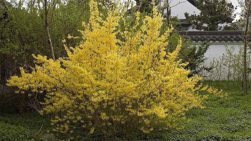Forsythia x intermidia planta