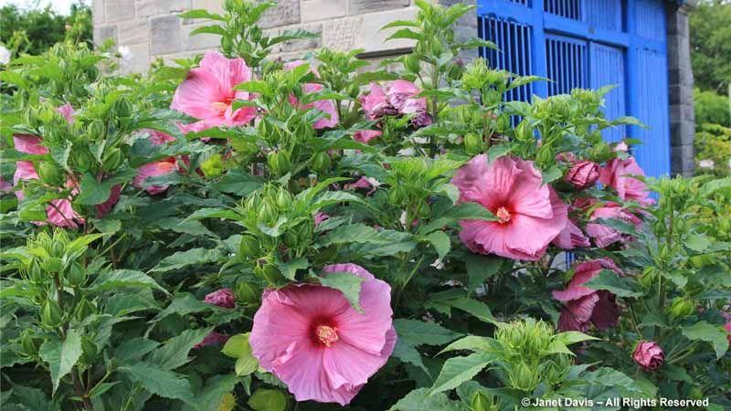 arbusto de flor Hibiscus moscheutos