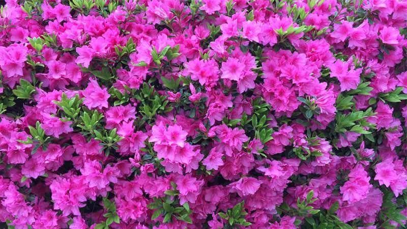 Arbusto azalea jardín
