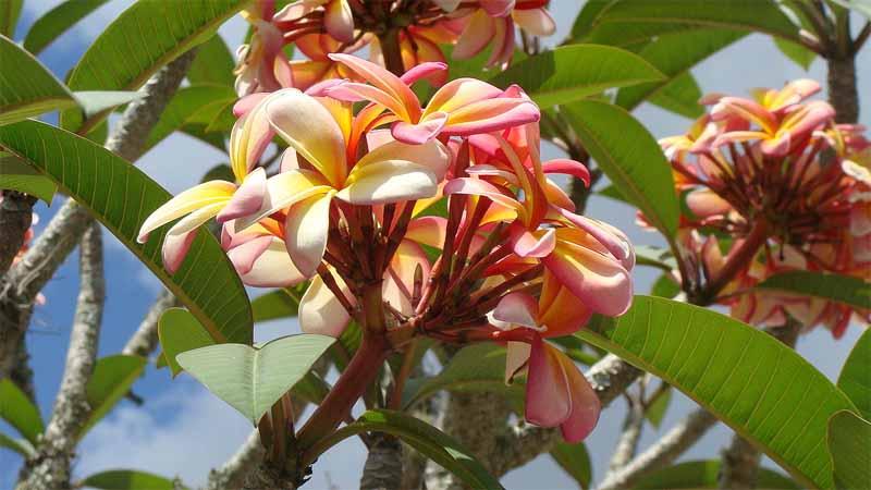 Floración frangipani