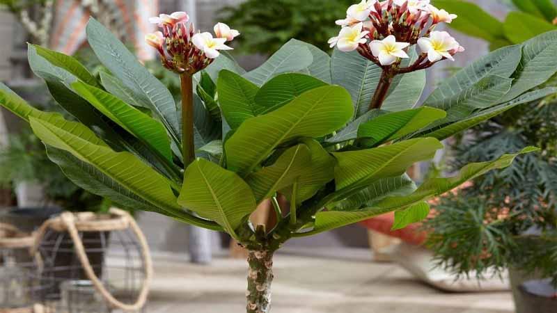 Frangipani en macetas