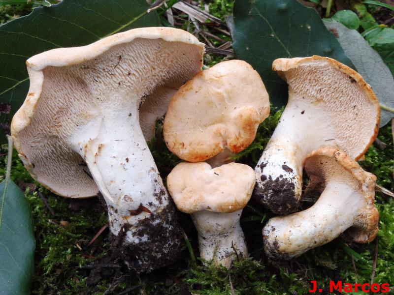 Hydnum repandum. Crédito Javier Marcos.