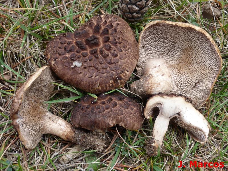 Sarcodon squamosus. Crédito Javier Marcos.