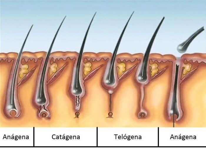 Depilación láser en casa. Fases del cabello.