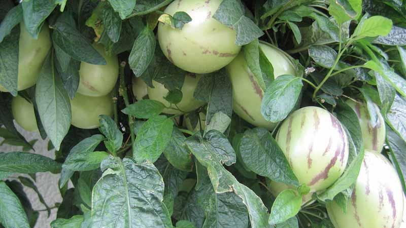 Cultivo pera melón