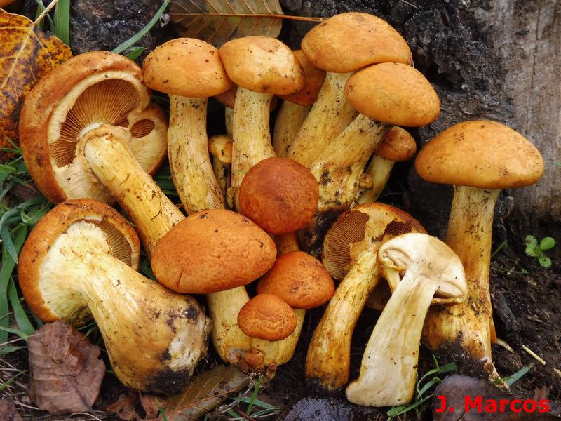 Gymnopilus junonius. Crédito Javier Marcos