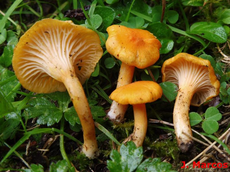 Cantharellus friesii. Crédito Javier Marcos