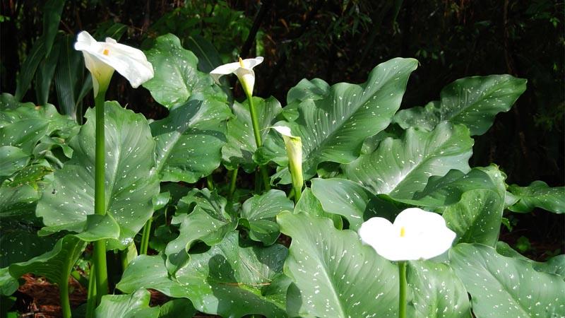Zantedeschia aethiopica White Giant